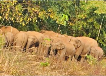 Panic in Jamui as 22 Wild Elephants Destroy Crops and Keep Entire Villages Awake Through the Night