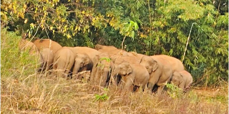 Panic in Jamui as 22 Wild Elephants Destroy Crops and Keep Entire Villages Awake Through the Night
