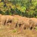Panic in Jamui as 22 Wild Elephants Destroy Crops and Keep Entire Villages Awake Through the Night
