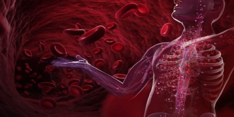 No Supplements Needed? These Everyday Foods Can Dramatically Raise Your Blood Count