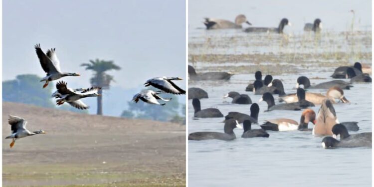 From Arctic to Bihar: 600 Migratory Birds Choose Kosi as New Winter Home — Census Reveals Rare Species