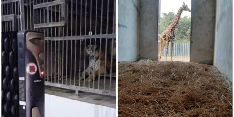 Heaters for Lions, Chyawanprash for Chimps: Patna Zoo Steps Up Winter Readiness