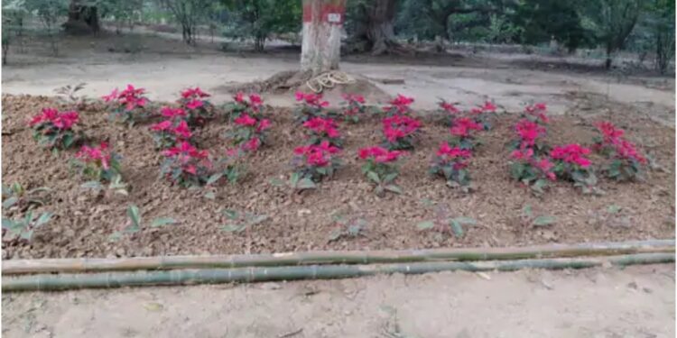 Patna Zoo Undergoes Transformation: Landscaping Across 15,000 Sq Ft, 37 Plant Species Added, Buddha Bamboo Brought from Hyderabad
