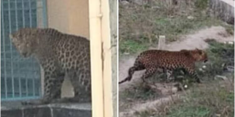 Leopard Creates Panic in Rohtas, Attacks 14 People Before Being Captured