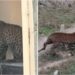 Leopard Creates Panic in Rohtas, Attacks 14 People Before Being Captured