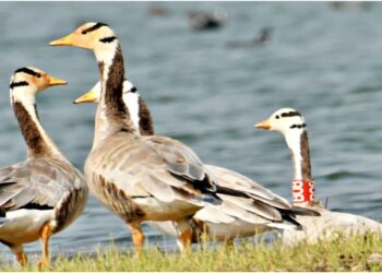 Bar-Headed Goose ‘Gagan’ Returns to Bihar from Tibet’s Namkuo Lake, Completing a Remarkable Himalayan Migration at 5,220 Metres