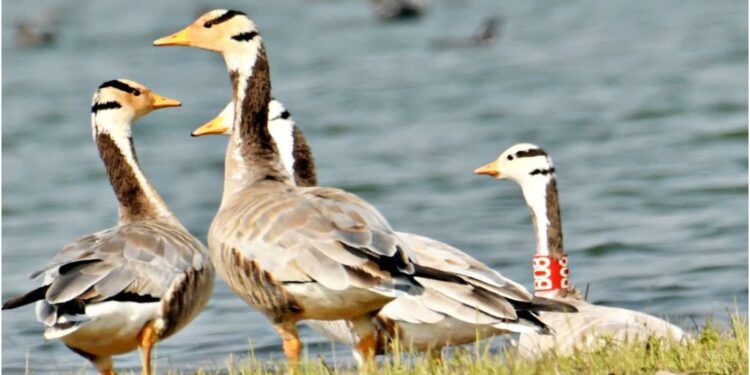 Bar-Headed Goose ‘Gagan’ Returns to Bihar from Tibet’s Namkuo Lake, Completing a Remarkable Himalayan Migration at 5,220 Metres