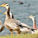 Bar-Headed Goose ‘Gagan’ Returns to Bihar from Tibet’s Namkuo Lake, Completing a Remarkable Himalayan Migration at 5,220 Metres
