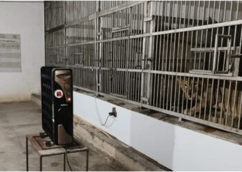 Patna Zoo’s Winter Care: Blankets for Pythons, Jaggery Pudding for Bears, and Mustard Oil Massages for Elephants