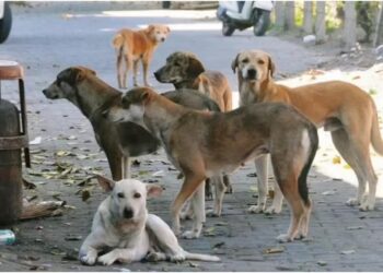 Bihar Government Forms Patrol Teams to Remove Stray Animals from Highways Following Supreme Court Order