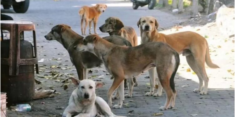 Bihar Government Forms Patrol Teams to Remove Stray Animals from Highways Following Supreme Court Order