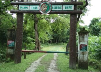 Tiger Carcass Found Dead in Bihar’s Valmiki Tiger Reserve; Electrocution Suspected