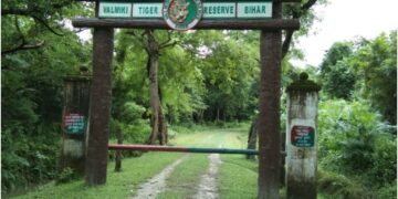 Tiger Carcass Found Dead in Bihar’s Valmiki Tiger Reserve; Electrocution Suspected