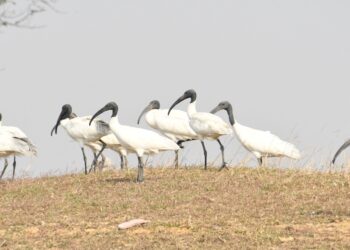 Bar-Headed Goose Tagged in Mongolia Returns to Bihar’s Nagi-Nakti Sanctuary
