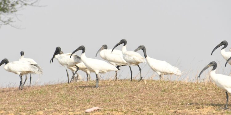 Bar-Headed Goose Tagged in Mongolia Returns to Bihar’s Nagi-Nakti Sanctuary