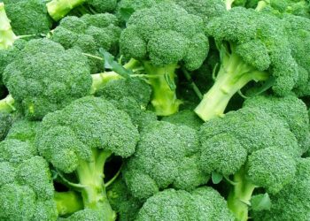 Rural Revolution: Broccoli Changing Livelihoods in Gayaji, Farmers Claim 20-Fold Returns Per Harvest