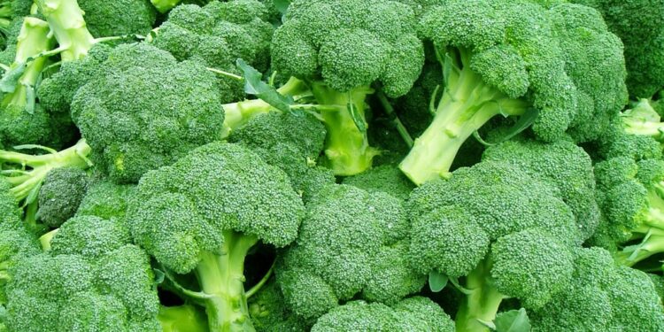 Rural Revolution: Broccoli Changing Livelihoods in Gayaji, Farmers Claim 20-Fold Returns Per Harvest