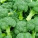 Rural Revolution: Broccoli Changing Livelihoods in Gayaji, Farmers Claim 20-Fold Returns Per Harvest