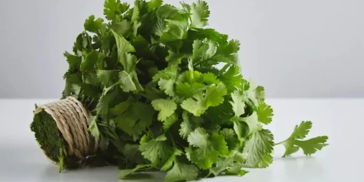 From Heart Health to Digestion: Why Coriander Matters More in Winter