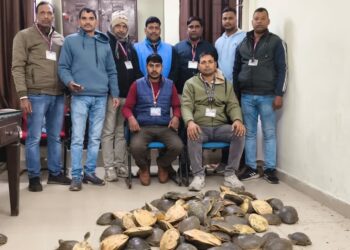 RPF Seizes 102 Live Turtles From Doon Express in Gayaji, Second Haul in a Week