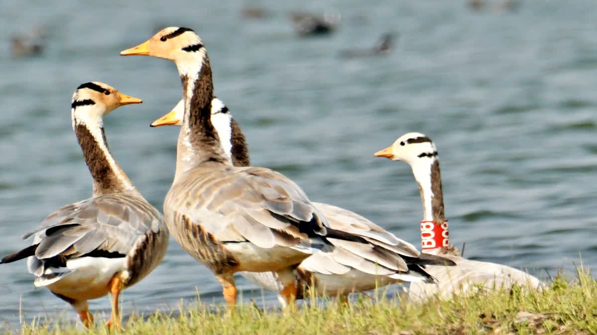 Bar-Headed Goose Tagged in Mongolia Returns to Bihar’s Nagi-Nakti Sanctuary