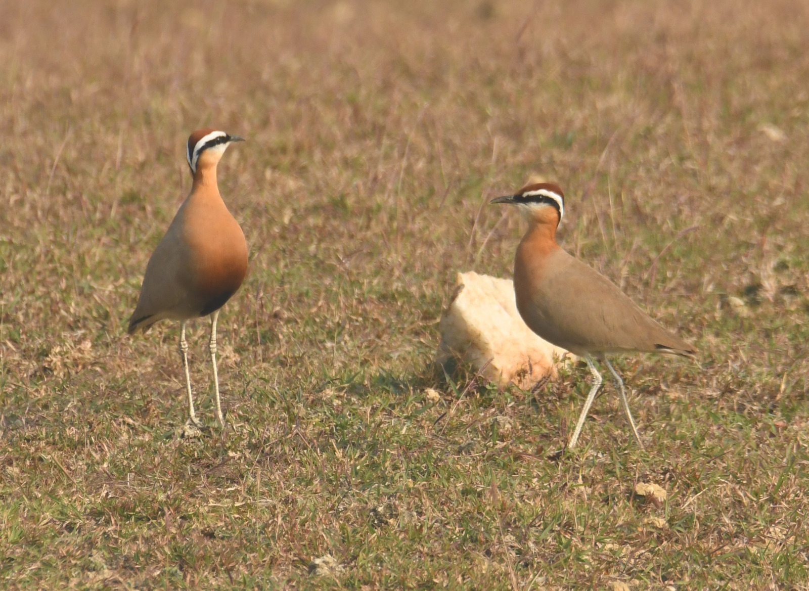 Bar-Headed Goose Tagged in Mongolia Returns to Bihar’s Nagi-Nakti Sanctuary