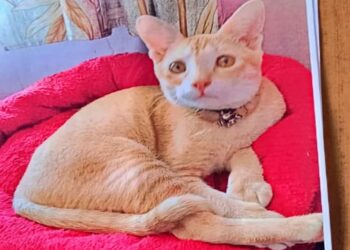 Christmas Eve Disappearance of a Pet Cat 'Meow' In Motihari Prompts FIR And Police Search