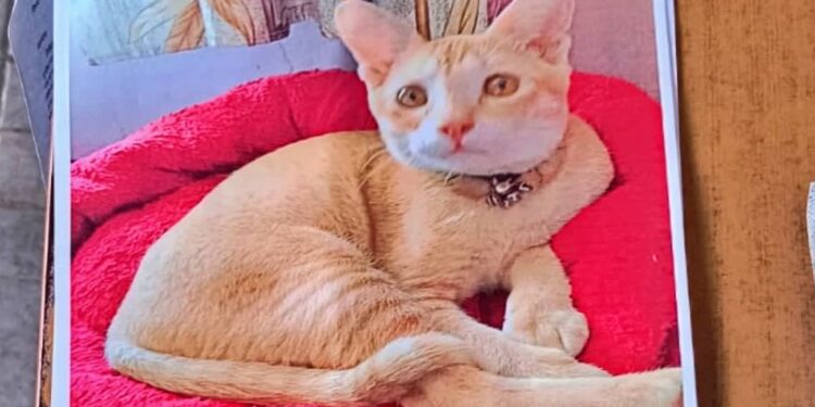 Christmas Eve Disappearance of a Pet Cat 'Meow' In Motihari Prompts FIR And Police Search