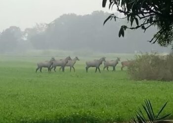 Four-Year-Old Shot as Hunters Miss Target in Nilgai Hunt in Siwan; Police Launch Investigation
