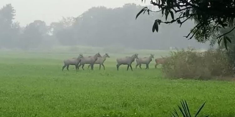 Four-Year-Old Shot as Hunters Miss Target in Nilgai Hunt in Siwan; Police Launch Investigation