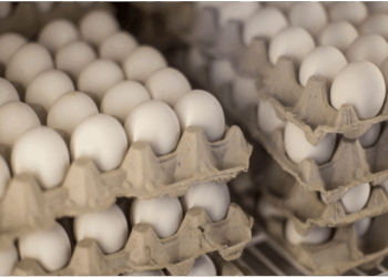 Poultry Boom Lifts Bihar Into India’s Leading Egg-Producing States