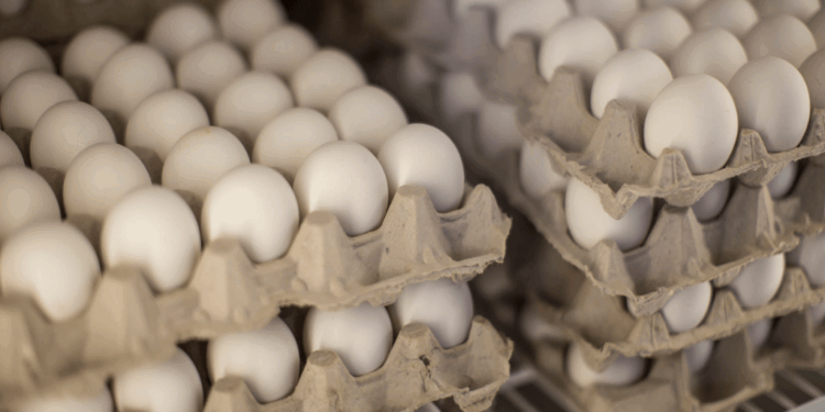 Poultry Boom Lifts Bihar Into India’s Leading Egg-Producing States