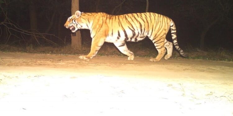 Valmiki Tiger Reserve Begins Annual Census with 400 Camera Traps Across Forests