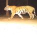 Valmiki Tiger Reserve Begins Annual Census with 400 Camera Traps Across Forests