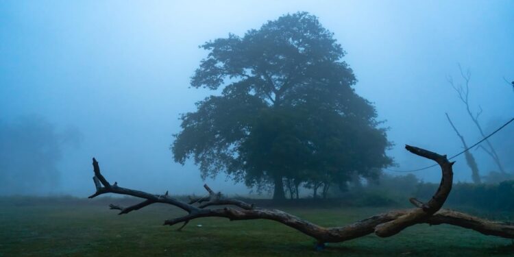 IMD Flags ‘High Impact’ Cold Spell in Bihar, Day–Night Temperatures Nearly Identical