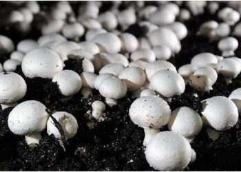 Bihar Emerges as India’s Top Mushroom Producer, Overtaking Odisha