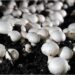 Bihar Emerges as India’s Top Mushroom Producer, Overtaking Odisha