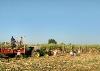 Bihar Govt Offers Big Help to Sugarcane Farmers for Jaggery Units