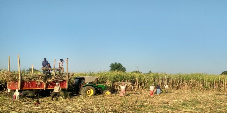 Bihar Govt Offers Big Help to Sugarcane Farmers for Jaggery Units