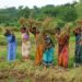 Indian Government Moves to Replace MGNREGA With New 125-Day Rural Jobs Guarantee