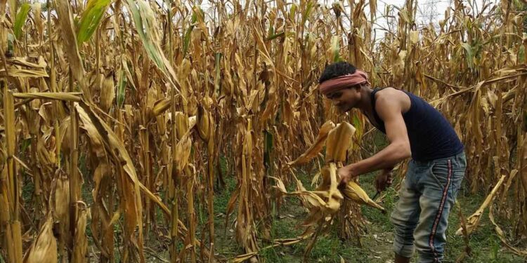 Maize Farmers in Bihar’s East Champaran Hit by Crop Diseases After Floods and Drought