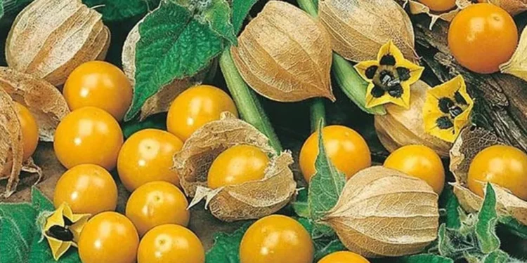 ‘Superfruit’ Rasbhari Sparks a Farming Revolution in Five Nalanda Villages