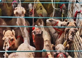 International Camel Smuggling Racket Busted in Kishanganj; 12 Camels Rescued, Three Arrested