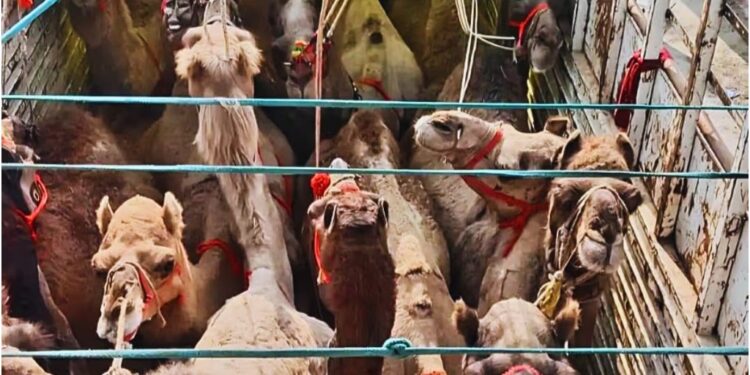 International Camel Smuggling Racket Busted in Kishanganj; 12 Camels Rescued, Three Arrested