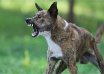 Woman’s Body Mauled by Stray Dogs After Post-Mortem in Siwan, Family Blames Hospital Negligence