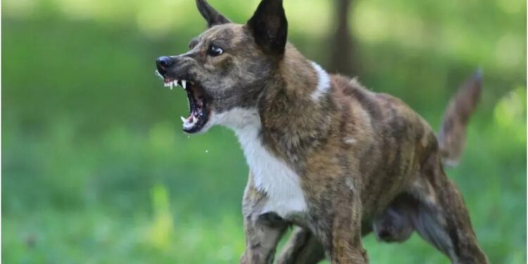 Woman’s Body Mauled by Stray Dogs After Post-Mortem in Siwan, Family Blames Hospital Negligence