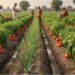 Bihar Government to Establish 15-Acre ‘Profit Zones’ In Every Panchayat to Boost Farmers’ Incomes