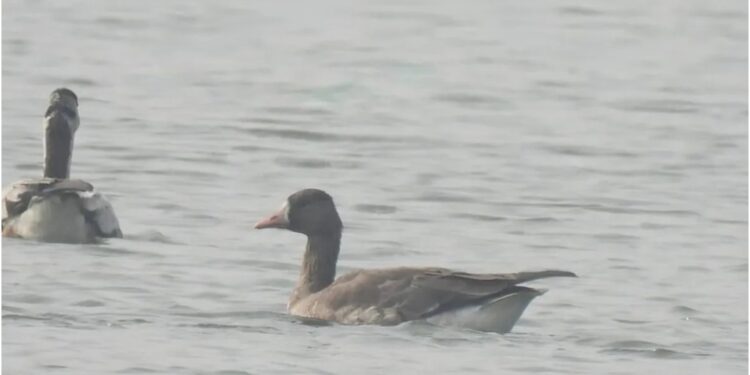 Rare White-Fronted Goose Makes First Appearance in Jamui After 13,000 km Journey from North America