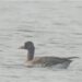Rare White-Fronted Goose Makes First Appearance in Jamui After 13,000 km Journey from North America