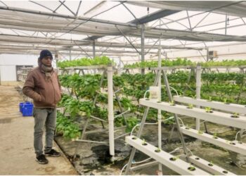 Farming in the Air in Bihar: No Soil, No Water Needed – Discover This New Technique